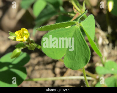 Oxalis corniculata, allgemein bekannt als kriechender Sauerampfer, ist eine niedrig wachsende Pflanze, die in verschiedenen Regionen vorkommt. Er ist bekannt für seine kleeähnlichen Blätter und kleinen, gelben Blüten. Stockfoto