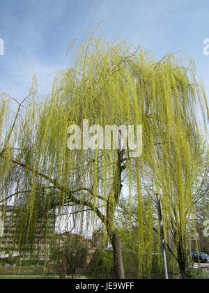 Eine Fotografie vom 16. April 2013 von einer Trauerweide in Saarbrücken. Das Bild fängt die eleganten, hängenden Äste des Baumes in einer ruhigen Umgebung nahe dem Wasser ein und unterstreicht die natürliche Schönheit der Art. Stockfoto