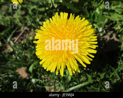 Das Bild zeigt eine Nahaufnahme eines Löwenzahn (Taraxacum officinale) in Saarbrücken, aufgenommen am 17. April 2013. Der Löwenzahn ist eine häufige Pflanze, die für ihre hellgelben Blüten und flauschigen Samenköpfe bekannt ist, die oft auf Feldern und Gärten zu finden sind. Stockfoto