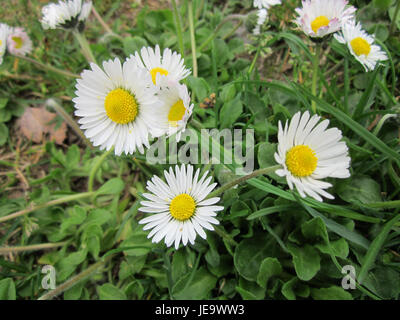 Das Bild zeigt die zarten Blüten des Gaensebluemchens in Saarbrücken. Gänseblümchen sind auf Wiesen häufig und bekannt für ihre weißen Blüten und gelben Zentren. Stockfoto