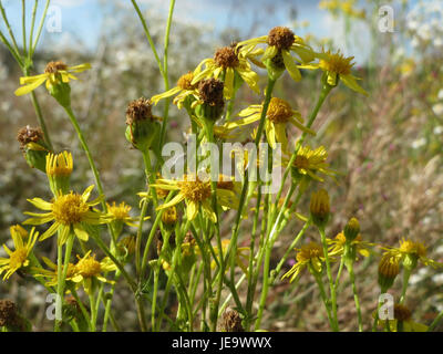 Jacobaea vulgaris, auch bekannt als Ragkraut, ist eine in Europa häufig vorkommende Pflanzenart. Es ist bekannt für seine gelben Blüten und seine potenzielle Toxizität für Tiere. Stockfoto