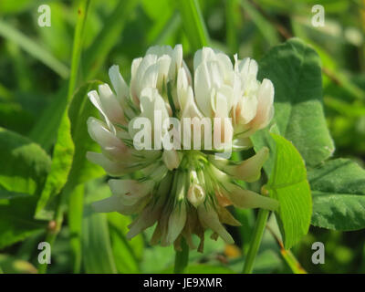 Trifolium repens, allgemein bekannt als Weißklee, ist eine in Europa heimische Pflanze mit niedrigem Wachstum. Sie ist oft auf Rasen und Grasflächen zu finden, bekannt für ihre dreiblättrigen Blätter und kleinen weißen Blüten. Stockfoto