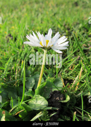 Das Bild zeigt eine Nahaufnahme eines Gänseblümchens (Bellis perennis) in Hockenheim. Bekannt für ihre weißen Blüten und das gelbe Zentrum, ist diese gemeinsame Wildblume oft auf Rasenflächen und Wiesen zu finden. Gänseblümchen werden für ihr schlichtes, aber lebendiges Aussehen bewundert, das Reinheit und Unschuld symbolisiert. Stockfoto