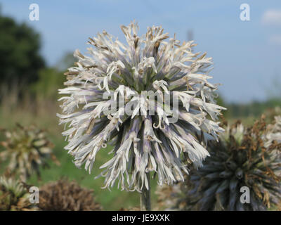 Echinops sphaerocephalus, auch bekannt als Glockendistel, ist eine in Europa und Asien heimische Pflanzenart. Sie zeichnet sich durch ihre kugelförmigen blauen Blumenköpfe und Stachelstämme aus, die häufig in trockenen und felsigen Lebensräumen vorkommen. Stockfoto