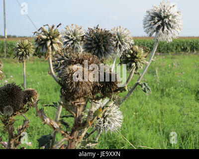 Echinops sphaerocephalus, allgemein bekannt als Globus-Distel, ist eine in Osteuropa und Zentralasien heimische Pflanzenart. Er ist bekannt für seine markanten runden blau-violetten Blüten und sein stacheliges Aussehen. Stockfoto