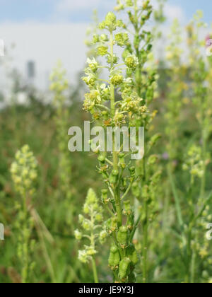 Dieses Bild zeigt die Reseda lutea, auch bekannt als gelbe Mignonette, eine Pflanzenart, die in Teilen Europas und Asiens beheimatet ist. Die Blüte zeigt sich in voller Blüte und zeigt ihre charakteristische gelbe Farbe. Stockfoto
