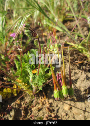 Reiherschnabel oder Reiherschnabel ist eine krautige Pflanze, die in gemäßigten Regionen häufig vorkommt. Dieses Bild aus Hockenheim zeigt die charakteristischen roten Blüten und zerklüfteten Blätter der Pflanze, die auf Feldern oder Grasflächen wachsen. Stockfoto