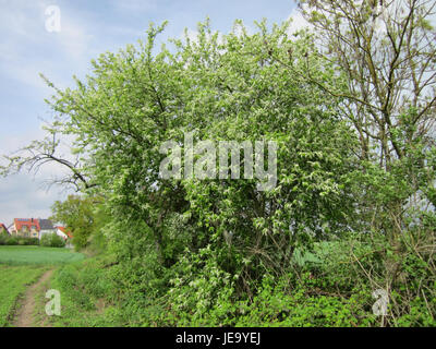 Dieses Bild vom 29. April 2013 zeigt die Traubenkirsche in Hockenheim. Das Foto konzentriert sich auf den blühenden Baum, der die lokale Flora und den Frühling in der Region hervorhebt. Stockfoto