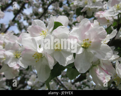 *Apfelblüte* in Hockenheim, Deutschland, fängt die zarte Schönheit der Apfelbäume ein, die während der Frühlingssaison blühen. Das Foto zeigt die leuchtenden Farben der Blüten vor dem Hintergrund der sich verändernden Landschaft der Saison. Stockfoto