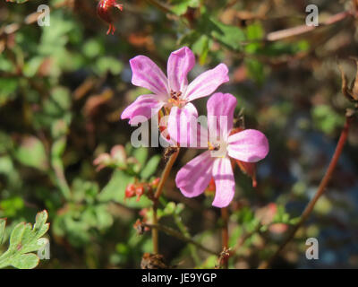 Eine Nahaufnahme von Geranium robertianum, auch bekannt als Herb Robert, aufgenommen am 16. September 2014, mit charakteristischen Blättern und kleinen rosa Blüten. Stockfoto