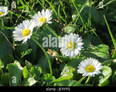 Bellis perennis, auch bekannt als Gänseblümchen, ist eine kleine krautige Pflanze, die in Europa und Asien weit verbreitet ist. Es ist bekannt für seine weißen Blütenblätter und das gelbe Zentrum, das häufig auf Rasenflächen und Wiesen zu finden ist. Stockfoto