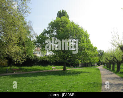 Quercus rubra oder Northern Red Oak ist ein in Nordamerika heimischer Laubbaum, der für seine breiten Blätter und Eicheln bekannt ist, die in Wäldern und Wäldern in den USA und Kanada häufig vorkommen. Stockfoto