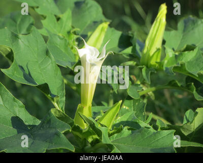 Ein Foto von „Datura stramonium“, auch bekannt als Jimsonweed, aufgenommen am 20. September 2014, das die charakteristischen trompetenförmigen Blüten und die stacheligen Früchte der Pflanze zeigt. Stockfoto