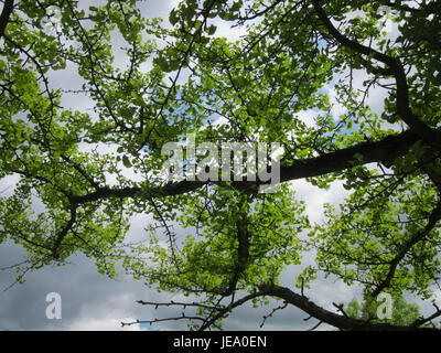 Dieses Foto zeigt einen Ginkgo-Baum, der für seine einzigartigen fächerförmigen Blätter und seine Widerstandsfähigkeit bekannt ist. Ginkgobäume sind alt und können sowohl in städtischen als auch in natürlichen Umgebungen gefunden werden. Das Bild unterstreicht die markante Form der Blätter und ihre leuchtende gelbe Farbe im Herbst. Stockfoto