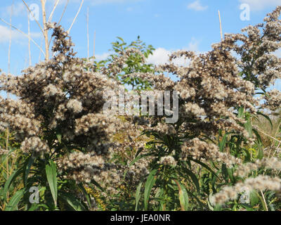 Dieses Bild zeigt Solidago canadensis, allgemein bekannt als Canada goldenrod, eine in Nordamerika heimische Wildblume, bekannt für ihre hellgelben Blüten, die im Spätsommer und Herbst blühen. Stockfoto