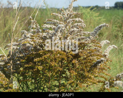 *Solidago canadensis*, allgemein bekannt als Canada goldenrod, ist eine mehrjährige Pflanze aus Nordamerika. Diese Pflanze wurde am 26. September 2014 gefangen und ist für ihre hellgelben Blütenspitzen und ihre Rolle in lokalen Ökosystemen bekannt. Stockfoto