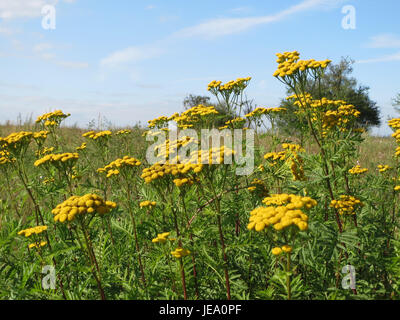 Tanacetum vulgare, auch bekannt als tansy, ist eine mehrjährige Pflanze, die in Europa und Asien beheimatet ist und sich durch gelbe, knopfartige Blüten und farnähnliche Blätter auszeichnet. Sie wird häufig in der traditionellen Medizin und als Zierpflanze in Gärten verwendet. Stockfoto