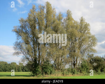 Eine Fotografie vom 27. September 2014, die die Salix alba, allgemein bekannt als die weiße Weide, zeigt, eine in Europa und Teilen Asiens heimische Baumart. Stockfoto