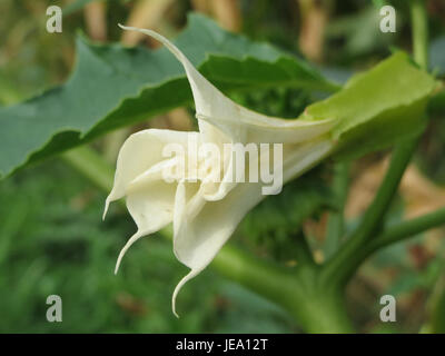 Datura stramonium, auch bekannt als Jimsonweed, ist eine toxische Pflanzenart, die in Nordamerika beheimatet ist. Es ist bekannt für seine großen, trompetenförmigen Blüten und gefährlichen Eigenschaften, die oft in der Volksmedizin verwendet werden, aber für seine halluzinogene Wirkung bekannt sind. Stockfoto