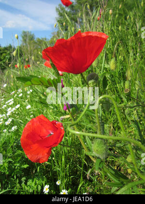 Klatschmohn, auch Papaver rhoeas genannt, ist eine blühende Pflanze aus der Mohnfamilie, die hier in Reilingen beobachtet wird. Die Pflanze ist bekannt für ihre leuchtenden roten Blüten und wird oft mit Kriegsdenkmälern in Verbindung gebracht. Stockfoto