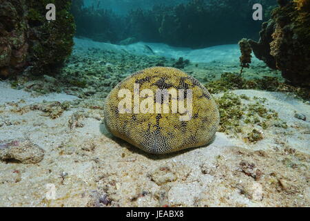 Seestern Kissen Sterne Culcita Novaeguineae unter Wasser in der Lagune von Moorea, Pazifik, Französisch-Polynesien Stockfoto