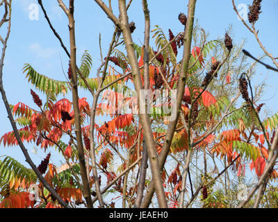Rhus typhina, Staghornsumak, ist eine Baumart, die für ihre auffälligen roten Fruchtgruppen und gefiederten Blätter bekannt ist. Er stammt aus Nordamerika und wird oft für dekorative Zwecke in der Landschaftsgestaltung verwendet. Stockfoto