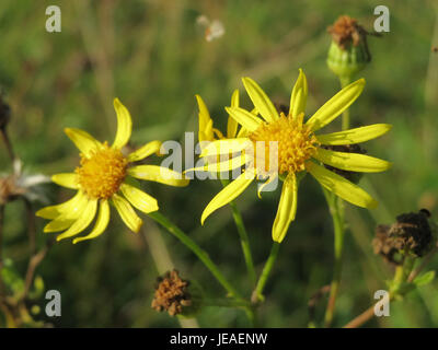 Das Bild zeigt Jacobaea vulgaris, allgemein bekannt als Ragkraut, und hebt seine gelben Blüten und die ökologische Rolle in seinem natürlichen Lebensraum hervor. Stockfoto