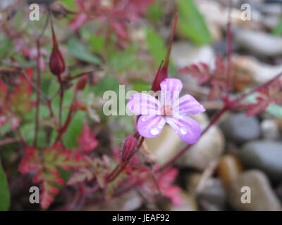 Geranium robertianum, auch bekannt als Herb-Robert, ist eine kleine blühende Pflanze, die in Europa und Nordamerika vorkommt. Es wird wegen seiner medizinischen Eigenschaften geschätzt und häufig in traditionellen pflanzlichen Heilmitteln verwendet. Stockfoto