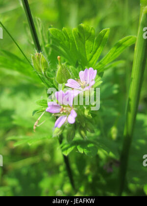 Fotografie vom 11. Juni 2013, vom Storchschnabel (Erodium cicutarium) in Saarbrücken. Diese kleine blühende Pflanze findet sich häufig in trockenen, gestörten Lebensräumen mit ihren zarten rosa Blüten. Stockfoto