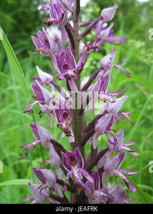 Eine am 1. Juni 2013 aufgenommene Fotografie der Orchis militaris, auch bekannt als Militärorchidee, in St. Arnualer Wiesen, die ihr unverwechselbares Aussehen zeigt. Stockfoto