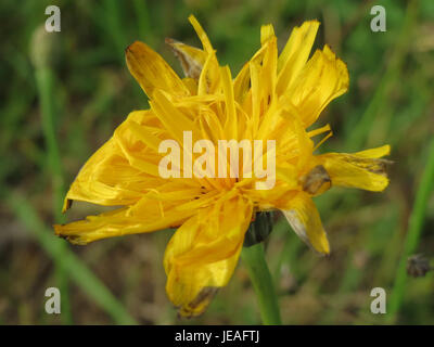 Hypochaeris radicata, auch bekannt als Flachweed oder falscher Löwenzahn, ist ein mehrjähriges Kraut, das in Europa beheimatet ist. Es zeigt gelbe, Löwenzahn-ähnliche Blumen und Blätter, die denen anderer Mitglieder der Gänseblümchenfamilie ähneln. Die Pflanze kommt häufig in gestörten Böden und Wiesen vor. Stockfoto