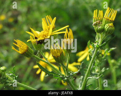 Jacobaea vulgaris, allgemein bekannt als Ragkraut, ist eine blühende Pflanzenart, die in Europa vorkommt. Bekannt für seine hellgelben Blüten, kann es giftig für Vieh sein, wenn es verschluckt wird. Stockfoto
