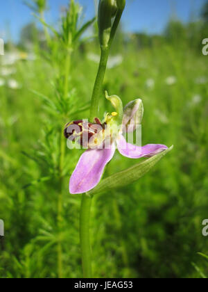 Bienen-Ragwurz, oder BienenOrchidee (Ophrys apifera), ist eine charakteristische Blume, die für ihre einzigartige Ähnlichkeit mit einer Biene bekannt ist. Das Bild wurde am 16. Juni 2013 aufgenommen und zeigt die charakteristische Form der Blüte, die Bestäuber durch Mimikry anzieht. Stockfoto