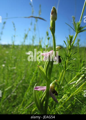 Bienen-Ragwurz (Ophrys apifera), auch bekannt als Bienenorchidee, ist eine Art wilder Orchideen in Europa. Sie ist bekannt für ihre einzigartige Blütenform, die einer Biene ähnelt und Bestäuber anzieht. Stockfoto