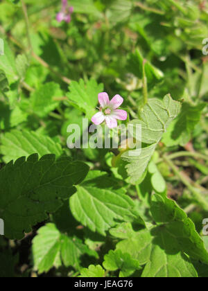 Dieses Bild zeigt Storchschnabel (Geranium robertianum) oder Herb Robert, der in Schwetzinger Hardt wächst. Bekannt für seine medizinischen Eigenschaften, insbesondere als entzündungshemmendes und Antioxidans, ist es eine weit verbreitete Wildpflanze in Europa. Stockfoto