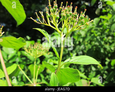 Das Foto vom 17. Juni 2013 zeigt den Hartriegel (Cornus sanguinea) im Naturschutzgebiet Schwetzinger Hardt. Dieser Sträucher ist bekannt für seine dekorativen roten Beeren und gehört zur lokalen Flora. Stockfoto