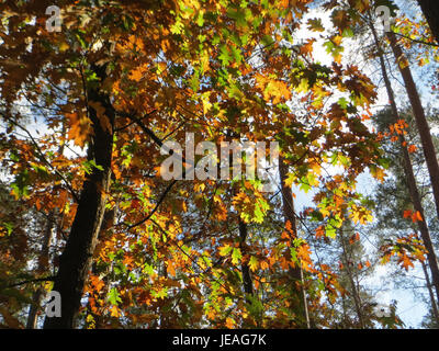 Quercus rubra, oder nördliche Roteiche, ist ein großer Laubbaum, der in Nordamerika beheimatet ist. Er ist bekannt für sein markantes rotes Laub im Herbst und ist ein beliebter Baum sowohl in der Forstwirtschaft als auch in der Stadtlandschaft. Sie bietet Lebensraum für Wildtiere und Holz. Stockfoto