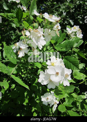 Rosa multiflora Schwetzinger Hardt ist eine Varietät der Multiflora Rose, einem Sträucher aus der Familie der Rosaceae. Sie ist durch ihre kleinen weißen bis rosa Blüten gekennzeichnet und findet sich häufig in Gärten und naturbelassenen Gebieten. Obwohl sie oft wegen ihrer ornamentalen Schönheit geschätzt wird, kann sie in einigen Regionen invasiv werden und heimische Arten verdrängen. Stockfoto