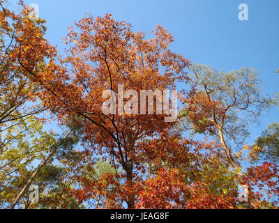 Quercus rubra, auch bekannt als Roteiche, ist eine in Nordamerika heimische Baumart. Es ist bekannt für sein kräftiges Holz und sein leuchtendes rotes Herbstlaub. Stockfoto