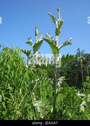 Foto vom 17. Juni 2013 von Eselsdistel, auch bekannt als Eseldistel, eine Pflanzenart, die in der Schwetzinger Hardt-Region gefunden wird, bekannt für ihre markanten Distelblüten und ihr stacheliges Aussehen. Stockfoto