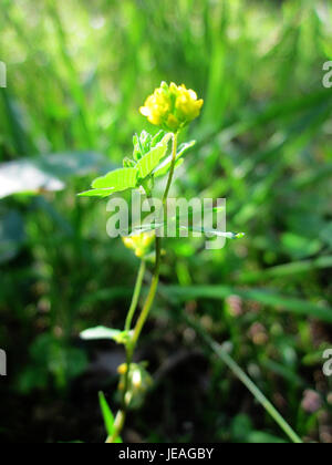 Ein Foto vom 17. Juni 2013, das Fadenklee im Naturpark Schwetzinger Hardt zeigt. Das Bild zeigt die natürliche Umwelt und die biologische Vielfalt der Region. Stockfoto