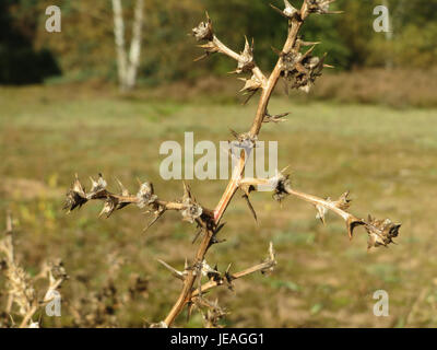 Kali tragus, auch bekannt als Russische Disteldistel oder Trommelweed, ist eine in Eurasien heimische Pflanzenart. Er ist bekannt für seine runde, buschartige Struktur und die Fähigkeit, Samen über Wind zu verteilen, oft in trockenen, offenen Landschaften. Stockfoto