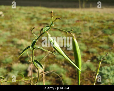 Vincetoxicum hirundinaria, auch als Schwalbenkraut bekannt, ist ein mehrjähriges Kraut aus Europa. Er ist bekannt für seine Kletterstiele, die gegenüberliegenden Blätter und kleine, grünliche Blüten. Diese Pflanze kommt oft in trockenen, grasbewachsenen Lebensräumen vor. Stockfoto