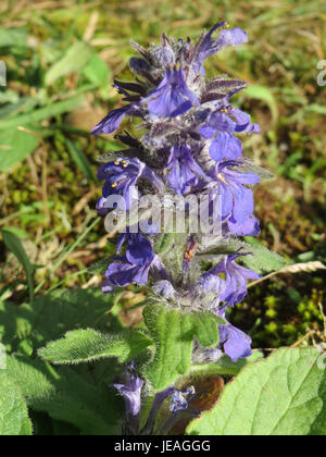 Ajuga reptans, allgemein bekannt als Bugleweed, ist eine mehrjährige Pflanze aus der Minzfamilie. Er ist in Europa beheimatet und hat dunkelgrüne Blätter und blau-violette Blüten, die in feuchten, schattigen Bereichen gedeihen. Stockfoto