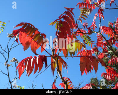 Rhus typhina, auch bekannt als Staghorn Sumac, ist ein in Nordamerika heimischer Sträucher. Es zeichnet sich durch seine markanten roten Obstgruppen und das lebhafte Herbstlaub aus, was es in dekorativen Landschaftsgärten und natürlichen Umgebungen beliebt macht. Stockfoto