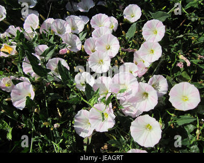 Ackerwinde, auch bekannt als Feldbindweed, wurde am 20. Juni 2013 in Talhaus beobachtet und ist eine gewöhnliche Wildblume mit nachlaufenden Stängeln und trichterförmigen weißen Blüten. Es wird aufgrund seiner invasiven Wachstumsgewohnheiten oft als Unkraut betrachtet. Stockfoto