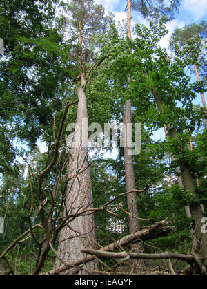 Eine Fotografie, die Sturmschäden im Schwetzinger Hardt-Wald am 22. Juni 2013 zeigt, welche durch einen schweren Sturm verursachte umgestürzte Bäume und Trümmer zeigen. Stockfoto