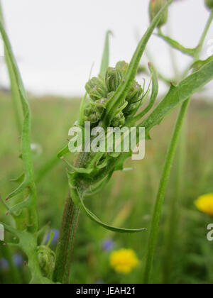 Eine Fotografie von Hypochaeris radicata, allgemein bekannt als Flachweed, aufgenommen am 24. Juni 2013. Diese Pflanze kommt oft in gestörten Böden vor und hat gelbe Gänseblümchen-ähnliche Blüten. Stockfoto