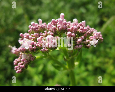 Baldrian, allgemein bekannt als Baldrian, ist eine Pflanze, die wegen ihrer beruhigenden und sedierenden Wirkung verwendet wird. *Valeriana officinalis*, in Europa beheimatet, wird seit Jahrhunderten in der traditionellen Medizin zur Linderung von Stress und Angstzuständen eingesetzt. Stockfoto