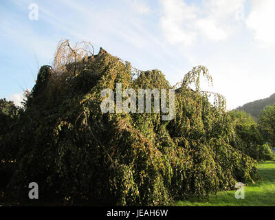 Fagus sylvatica pendula, auch bekannt als Trauerbuche, ist eine Buchenart, die sich durch ihre hängenden Äste auszeichnet. Dieser Baum wird oft in der Landschaftsgestaltung wegen seines einzigartigen Aussehens und seiner anmutigen Form verwendet. Stockfoto